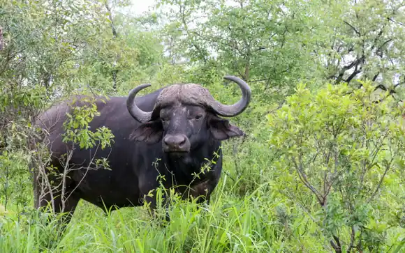 Buffalo