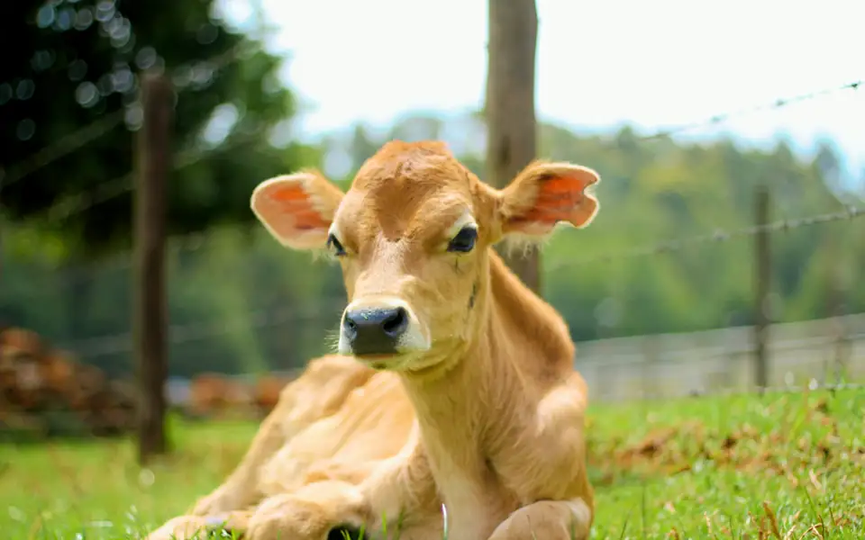Calf